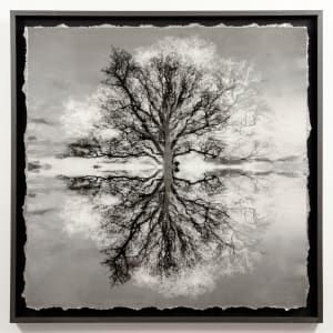 Safe Arbor VIII by Mark Welland