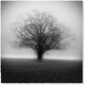 Unlimited Symmetree Oak Prints  Image: Winter Oak in the Mist