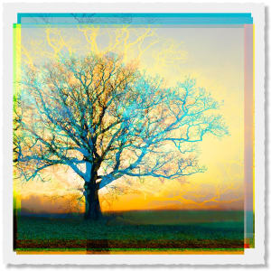 Unlimited Symmetree Oak Prints  Image: Rising Sun Behind Aqua Green