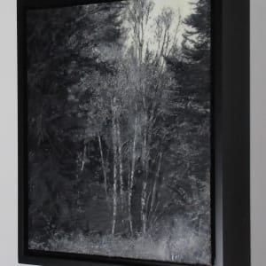 Black and White Series - Secret Grove by Carla Benjamin  Image: Secret Grove 2023