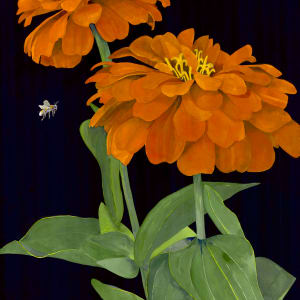 Orange Zinnias and Bumble Bee