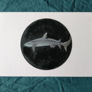 White-tip Reef Shark Study 