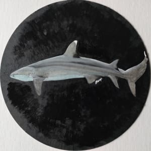 White-tip Reef Shark Study