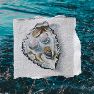 Oyster and twin pearl study by Sarah Philips 