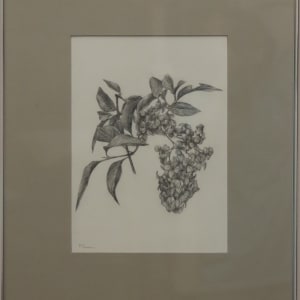 Dogwood by Michelle Farrar