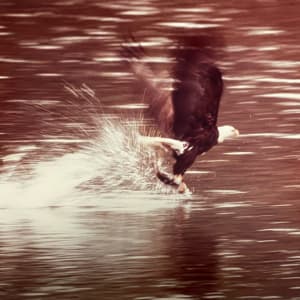 Bald Eagle by Thomas Mangelsen