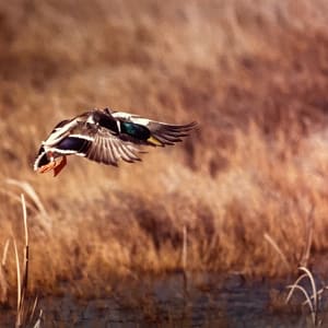 Mallard Duck by Thomas Mangelsen