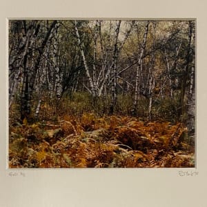 Fall in the Poconos by Ron Stark