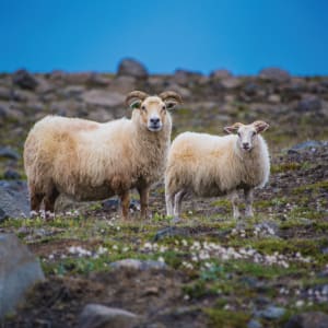 Two Sheep - Iceland