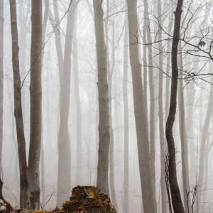 Misty Trees and Moss #2 - LaVale, Maryand