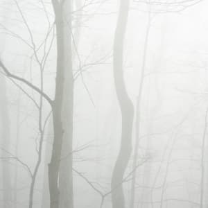 Misty Trees 1