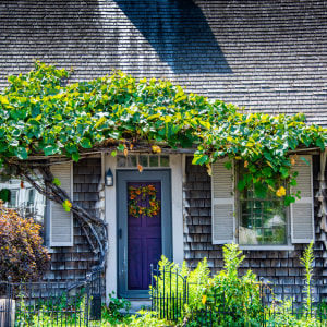 Ivy Door - Plymouth, Massachusetts