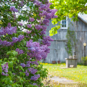 Rustic Barn with Lilacs - Ontario, Canada