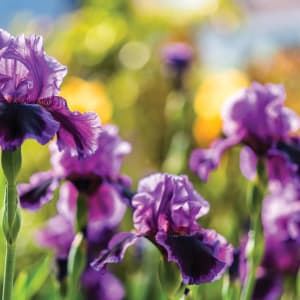 Purple Irises, Capitol Hill