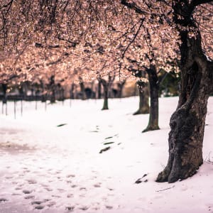 Cherry Blossoms in the Snow 2 - Washington DC