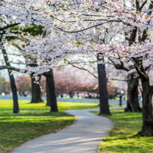 Pathway into the Cherry Blossoms - Washington DC