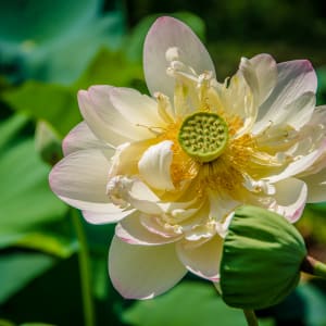 Lotus Blossom #3, Kenilworth Aquatic Gardens