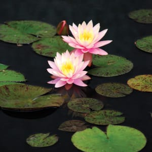 Water Lilies