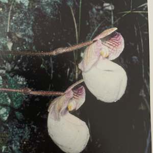 Slipper Orchid Pot by Kieu Tran 