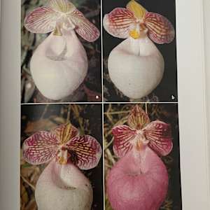 Slipper Orchid Pot by Kieu Tran 