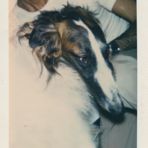 Polaroids Collection Part 2 by Andy Warhol 