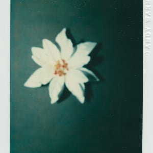 Polaroids Collection Part 4 by Andy Warhol 