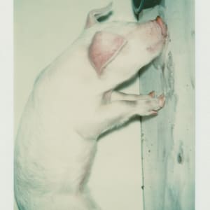 Polaroids Collection Part 4 by Andy Warhol 