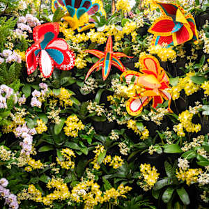 Patterns in Bloom by Molly Gambardella 