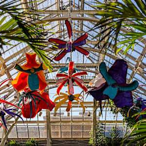 Patterns in Bloom by Molly Gambardella 