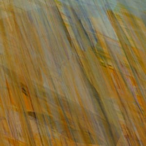 Ontogeny Recapitulates Phylogeny Digital 