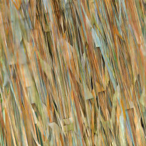 Ontogeny Recapitulates Phylogeny Digital 