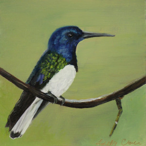 White-Necked-Jacobin by Lorelle Carr