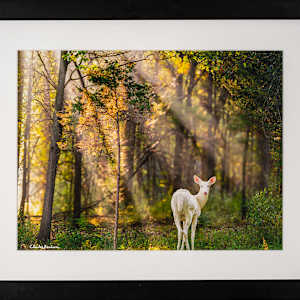 Albino Deer by Charles Bonham