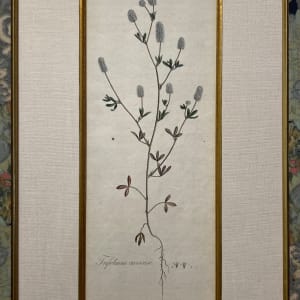 Trifolium Arvense 