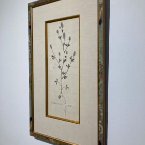 Trifolium Arvense 