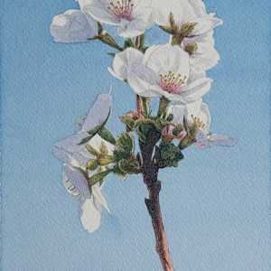 Spring Blossom #4 by Tatjana Garibaldi