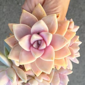 Echeveria No. 2 by Colorvine by Kelsey 