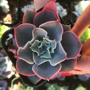 Echeveria No. 4 by Colorvine by Kelsey 