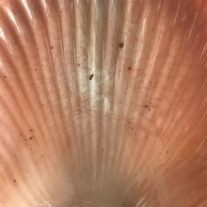 Large Scallop Shell Tray - Coral by Colorvine by Kelsey 