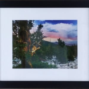 Bristlecone Pine Sunset by Lindsay Meares, Image 3.