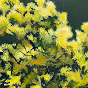 Herbie's mimosa by Antoine Renault 