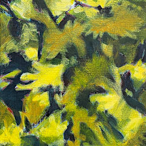 Herbie's mimosa by Antoine Renault 