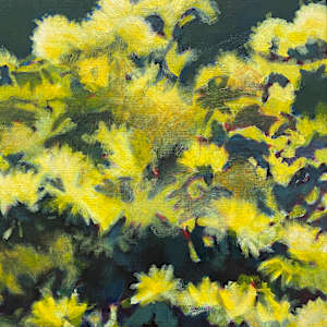 Herbie's mimosa by Antoine Renault 