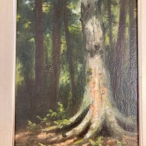 Old Adirondack Birch Tree by John D. Barrow 