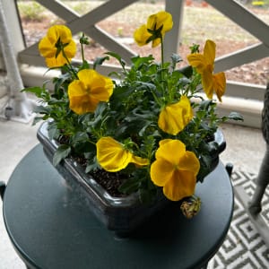 March on My Peaceful Porch by O.V. Brantley  Image: Pansies