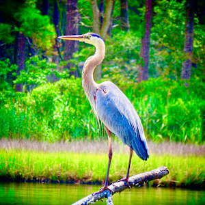 Blue Heron by Gary Bank