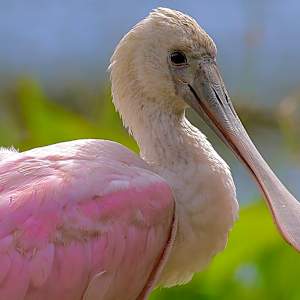 Roseate by Freddi Weiner