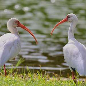 The Happy Couple by Freddi Weiner