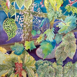 Begonia Buzz by Diane Rudzinski