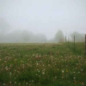 Clarity in the Mist by Lisa Sieg